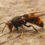 À la découverte de la guêpe charpentière : un insecte pollinisateur méconnu